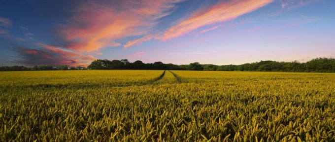Countryside field view