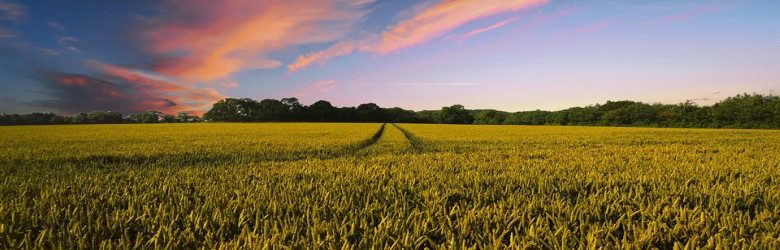 Countryside field view