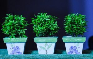 artificial plants in plant pots