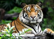 close up of tiger at safari park