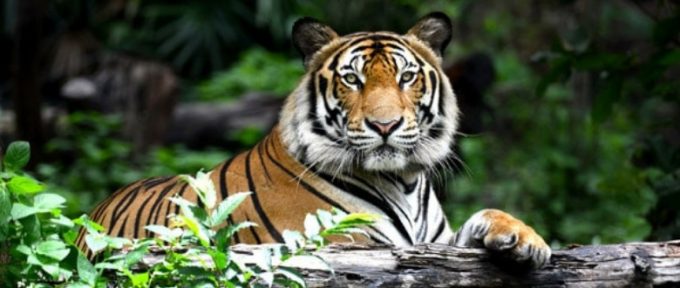 close up of tiger at safari park