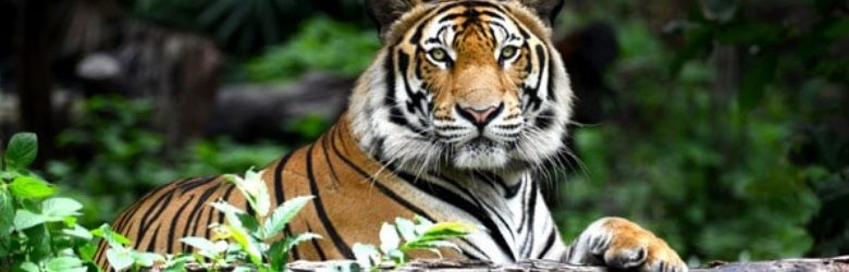 close up of tiger at safari park