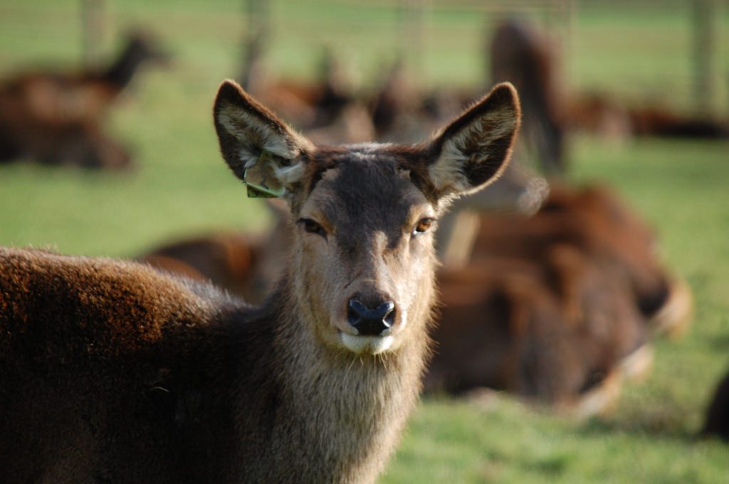 deer at longleat safari park