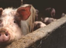 mucky pig in a farm