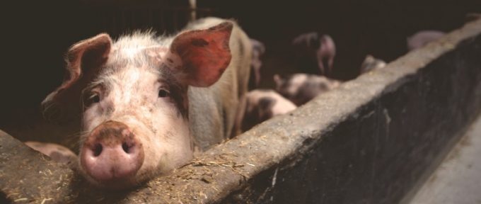 mucky pig in a farm