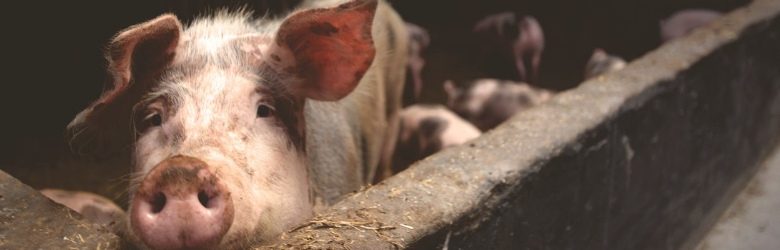 mucky pig in a farm