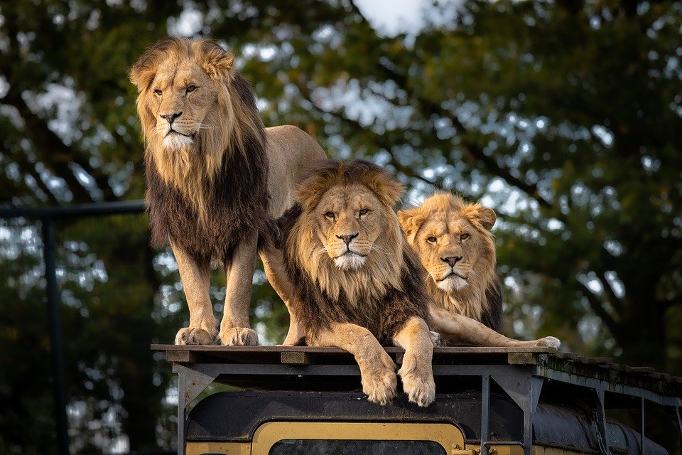 three lions in safari